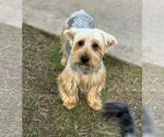 Small Silky Terrier Mix