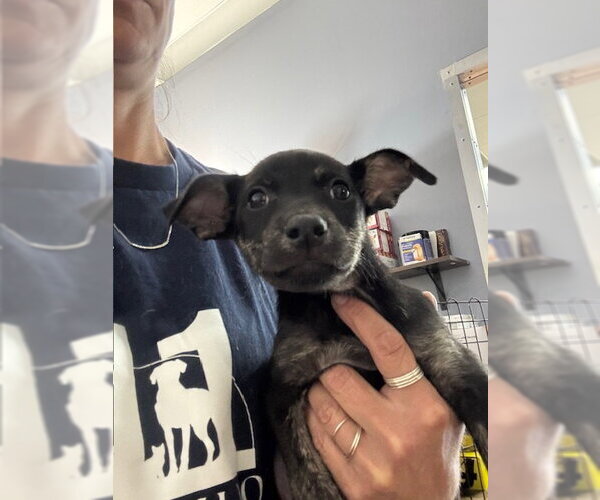Medium Photo #1 Labrador Retriever-Unknown Mix Puppy For Sale in Jefferson, NJ, USA