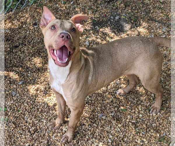 Medium Photo #1 Mutt Puppy For Sale in Anniston, AL, USA