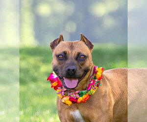 Mutt Dogs for adoption in Unionville, PA, USA