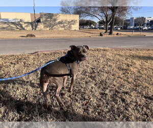 Mutt Dogs for adoption in Plano, TX, USA