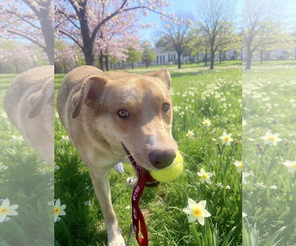 Medium Photo #3 Mutt Puppy For Sale in Westwood, NJ, USA