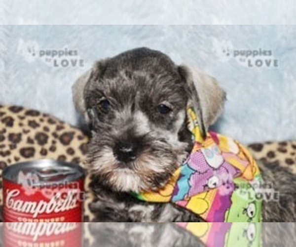 Medium Photo #4 Schnauzer (Miniature) Puppy For Sale in SANGER, TX, USA