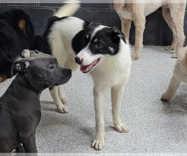Medium Photo #16 Border Collie Puppy For Sale in Highland, IL, USA