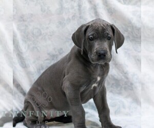 Great Dane Puppy for sale in LITITZ, PA, USA