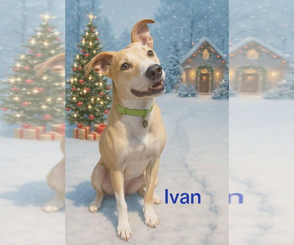 Medium Photo #1 Carolina Dog-Labrador Retriever Mix Puppy For Sale in Springdale, PA, USA