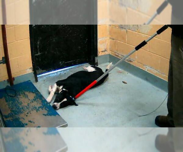 Medium Photo #1 Mutt Puppy For Sale in Tulsa, OK, USA