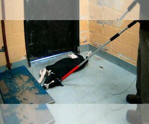 Mutt Dogs for adoption in Tulsa, OK, USA