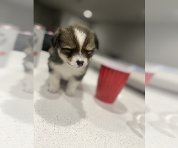 Medium Photo #4 Cardigan Welsh Corgi-Pomeranian Mix Puppy For Sale in ALBUQUERQUE, NM, USA