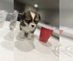 Small Photo #4 Cardigan Welsh Corgi-Pomeranian Mix Puppy For Sale in ALBUQUERQUE, NM, USA