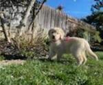 Small Photo #27 Golden Retriever Puppy For Sale in CITRUS HEIGHTS, CA, USA