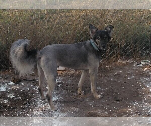 Medium Photo #4 German Shepherd Dog-Huskies  Mix Puppy For Sale in Orange Grove, TX, USA