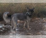 Small #3 German Shepherd Dog-Huskies  Mix