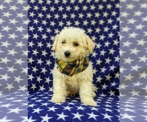 Bichpoo Puppy for sale in WILLOW STREET, PA, USA
