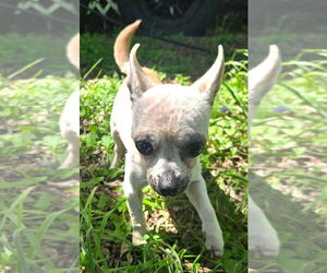 Edna the Spicy Chi TX - Female Chihuahua Dog for Adoption - Photo #2