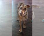 Small #8 American Pit Bull Terrier-Labrador Retriever Mix