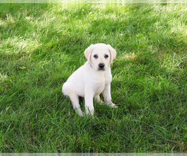 Medium Photo #2 Labrador Retriever Puppy For Sale in SYRACUSE, IN, USA