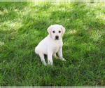 Small #1 Labrador Retriever