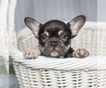 Small Photo #1 French Bulldog Puppy For Sale in HONEY BROOK, PA, USA
