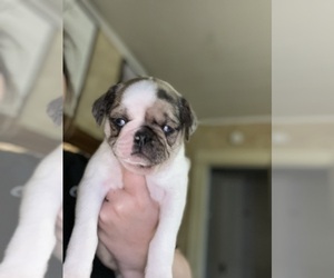 Pug Puppy for sale in TIFFIN, OH, USA