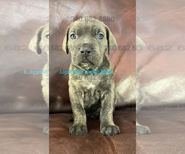 Medium Photo #2 Cane Corso Puppy For Sale in DENTSVILLE, MD, USA