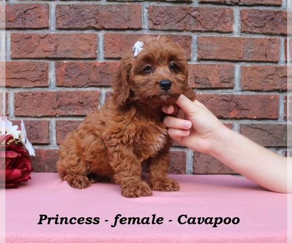 Medium Photo #2 Cavapoo (Miniature) Puppy For Sale in CLARKRANGE, TN, USA