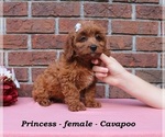 Small #1 Cavapoo (Miniature)