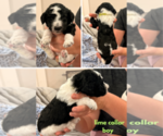 Small #8 Poodle (Standard)