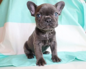 French Bulldog Puppies For Sale In Ohio Petswall