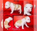 Small Photo #2 American Bully Puppy For Sale in TRENTON, NJ, USA