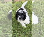 Small #12 Aussiedoodle
