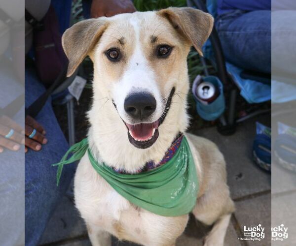 Medium Photo #4 Labrador Retriever-Retriever  Mix Puppy For Sale in Washington, DC, USA