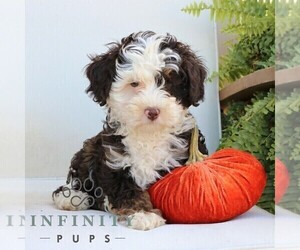 Bernedoodle (Miniature) Puppy for sale in NARVON, PA, USA