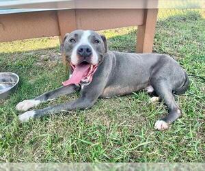 American Pit Bull Terrier Dogs for adoption in Pasadena, TX, USA