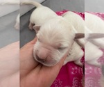 Small #3 English Cream Golden Retriever