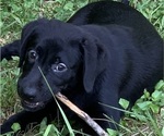 Small Photo #9 Labrador Retriever Puppy For Sale in SPOTSYLVANIA, VA, USA