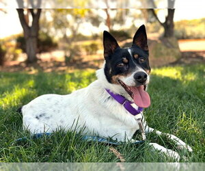 Mutt Dogs for adoption in Martinez, CA, USA
