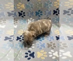 Small Photo #7 French Bulldog Puppy For Sale in COLUMBUS, GA, USA