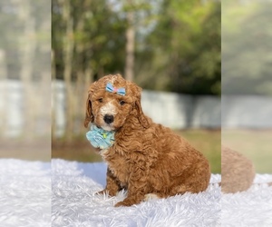 Goldendoodle Puppy for sale in FROSTPROOF, FL, USA