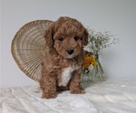 Small Photo #3 Poovanese Puppy For Sale in GOSHEN, IN, USA