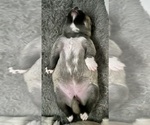 Small Photo #19 Pomsky Puppy For Sale in LOVELAND, CO, USA