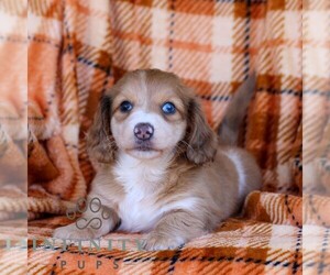 Dachshund Puppy for sale in EPHRATA, PA, USA
