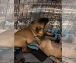 Small Photo #2 Belgian Malinois Puppy For Sale in JACKSONVILLE, FL, USA