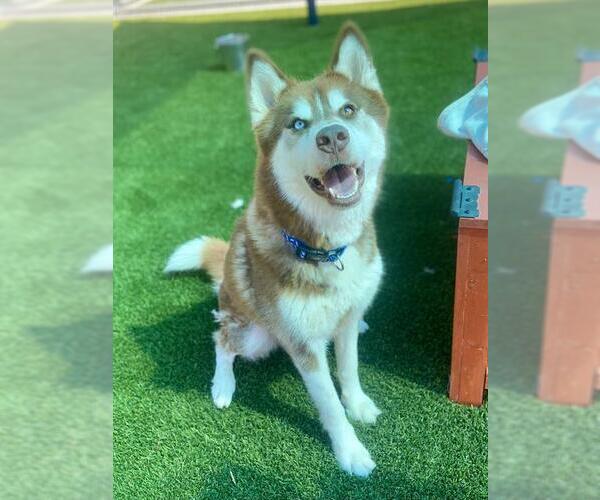 Medium Photo #1 - Mix Puppy For Sale in Baytown, TX, USA
