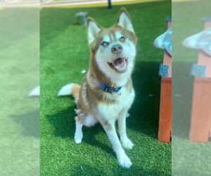 - Mix Dogs for adoption in Baytown, TX, USA