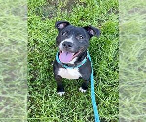 Mutt Dogs for adoption in Sacramento, CA, USA