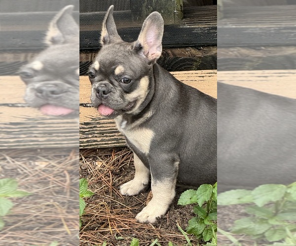 Medium Photo #4 French Bulldog Puppy For Sale in LAKE WALES, FL, USA
