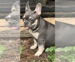 Small #3 French Bulldog