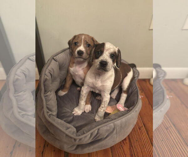 Medium Photo #19 Boxer-English Coonhound Mix Puppy For Sale in Canal Winchester, OH, USA