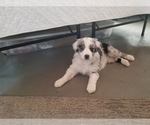 Small Photo #1 Australian Shepherd Puppy For Sale in BREWSTER, CO, USA